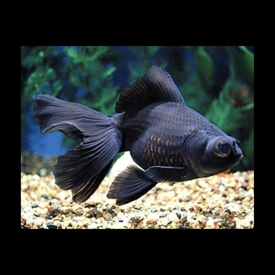 [ 2 Piece ₹700 ] Black Telescope Goldfish